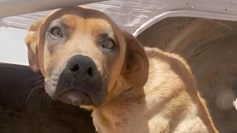Oscar the dog being rescued from being tied up