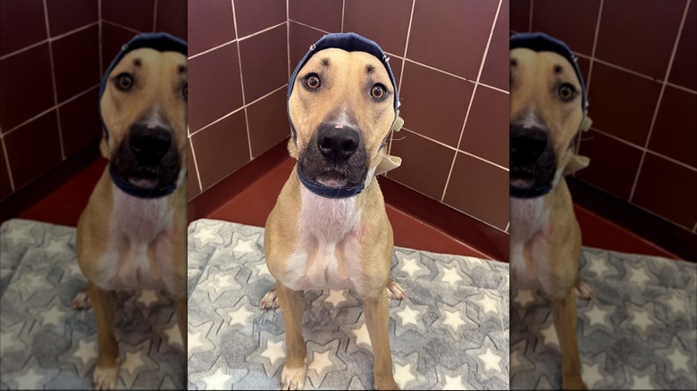 Scoob wearing a headwrap after ear surgery