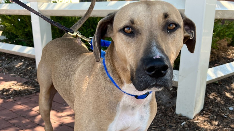 A serious-looking Scoob stares at the camera
