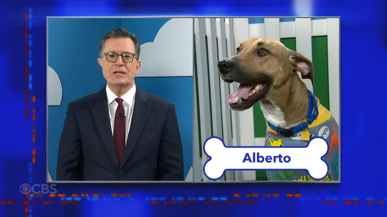 Stephen Colbert next to Scoob as 'Alberto'