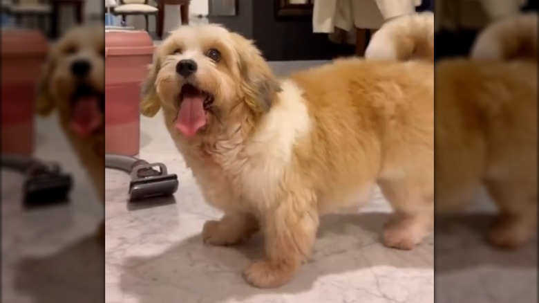 A fluffy, golden-furred dog standing indoors with its tongue hanging out.