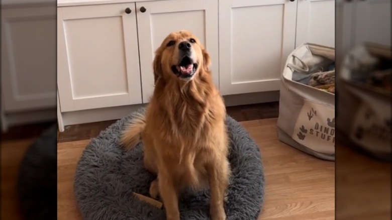 An adult golden retriever sitting on a blue dog bed next to white cabinets.
