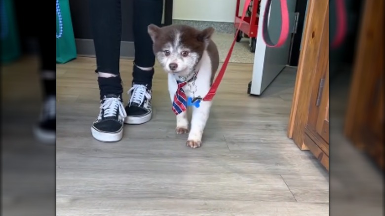A tiny dog in a striped tie walking next to someone in black pants.