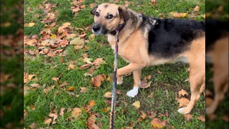 A tan and black dog on a walking on a leash over a grassy area strewn with leaves.