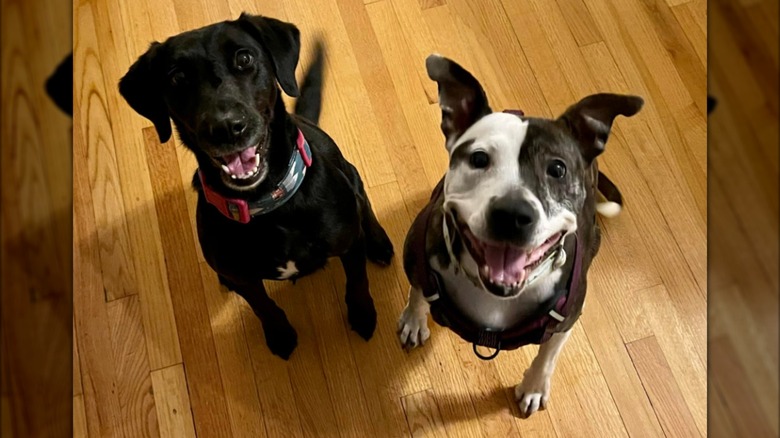 Two young dogs sitting on a wooden floor and looking up toward the ceiling.