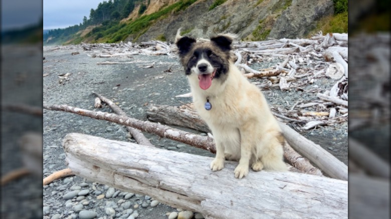 A dog with a white body and dark face sitting on driftwood at the beach.
