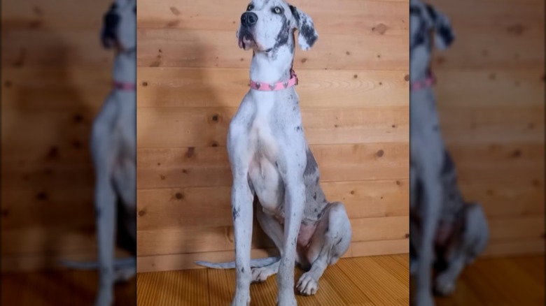An adult great Dane sitting on a wooden floor.