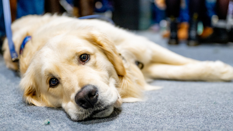 A golden retriever laying down on the floor looking at the camera.