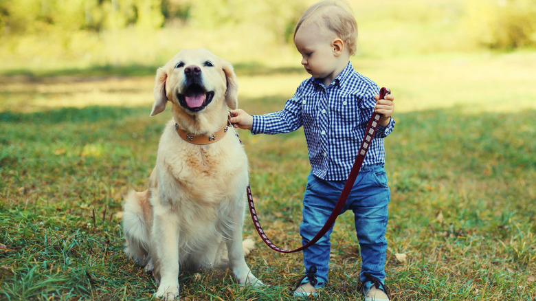 Rescue golden retriever and toddler together in yard