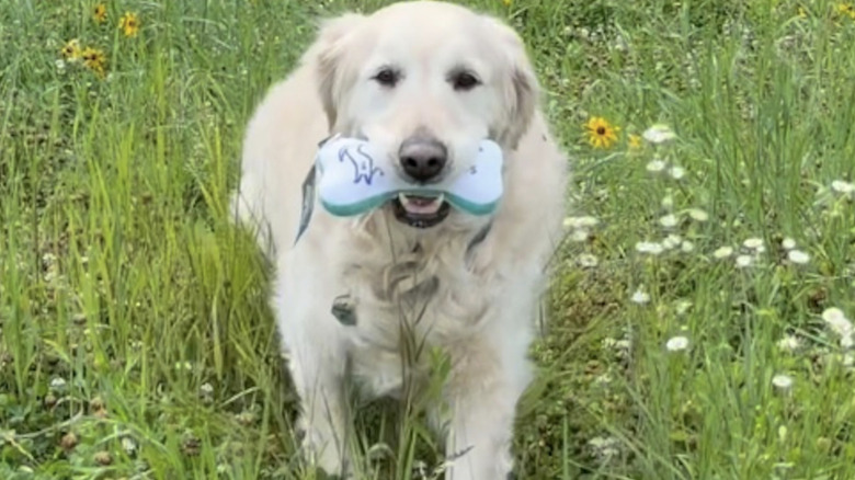 Senior rescue dog Bruce from Instagram outdoors.
