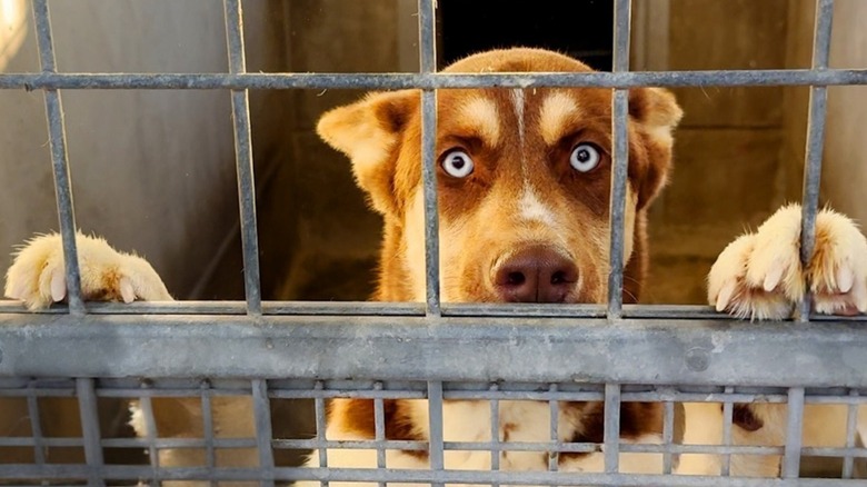 Confused, brown husky behind a fence.