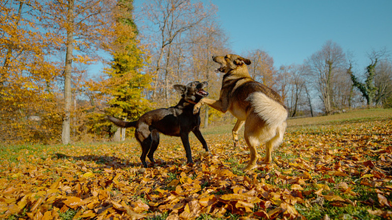 Black and brown dog joyfully jump and wrestle on sunny meadow covered with autumn leaves.