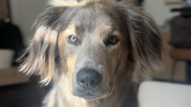 Ozzy the rescue lab mix on TikTok has a toasty brown-colored coat.