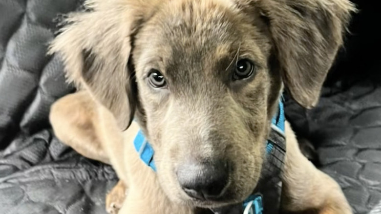 Ozzy the rescue lab mix on TikTok has a toasty brown-colored coat.