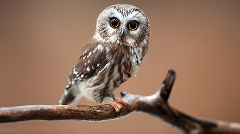 A saw-whet owl sits on a branch.