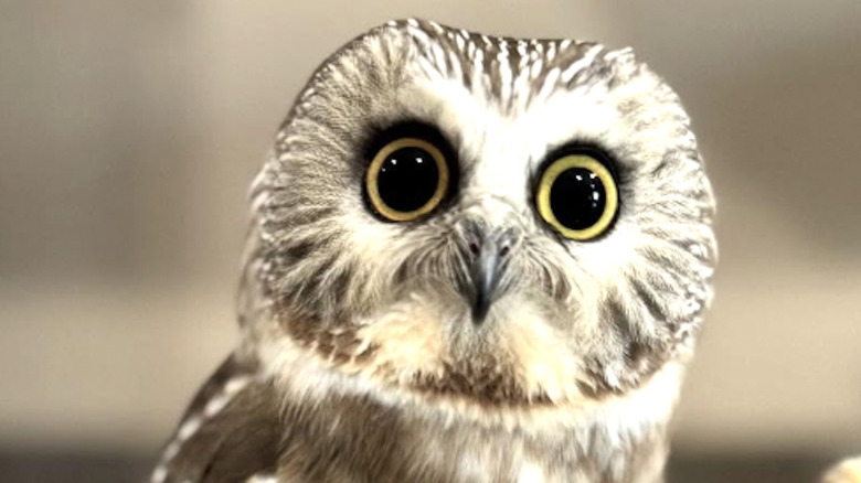 A tiny saw-whet owl that was rescued is smaller than a banana.