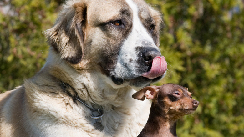 A big dog and a small dog sit together.