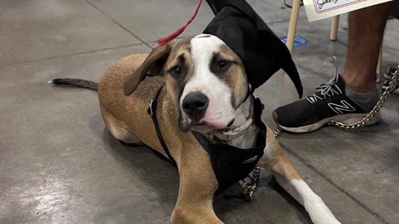 A rescue dog from Threads has grown larger than expected