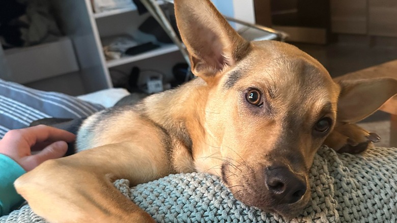 Dog lying on sofa