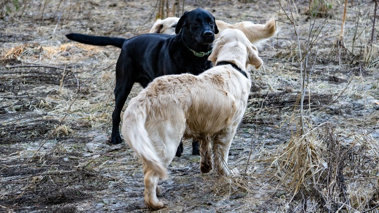Labrador and golden retriever meeting in woods