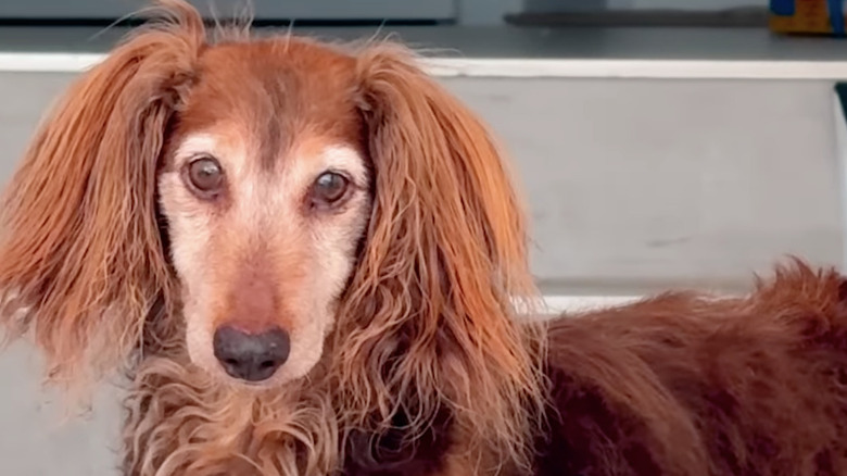 Charlie the senior dachshund was featured on The Dodo.