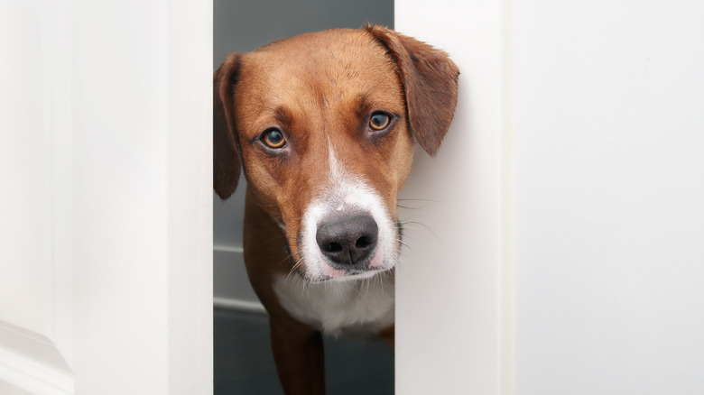A dog wedged between an open door looking at camera.