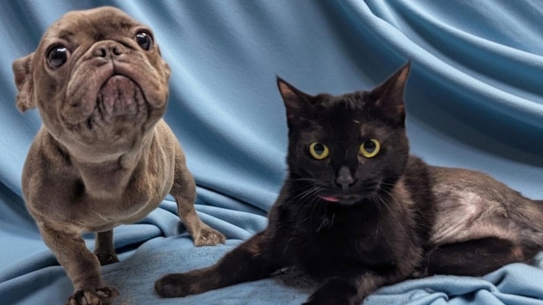 A three-legged French bulldog standing next to a three-legged black cat.