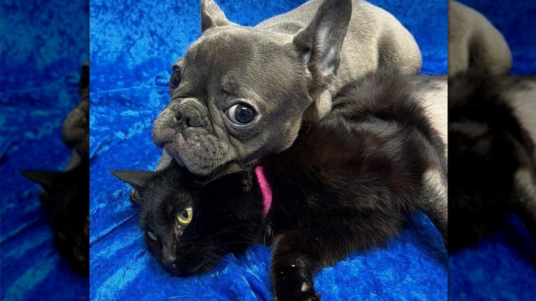 Blueberry and Meadow snuggling