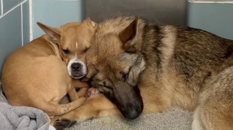 Bird and Dee are two stray dogs who found their forever home.