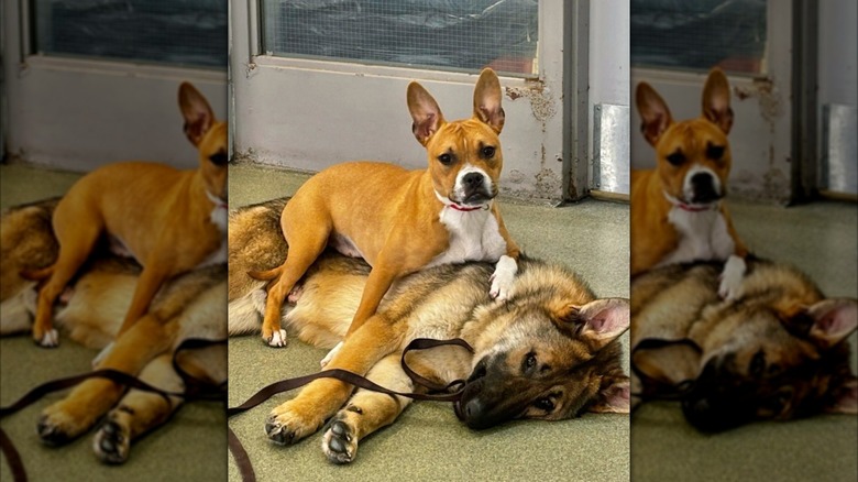 Bird and Dee are a bonded pair of dogs living in Chicago.