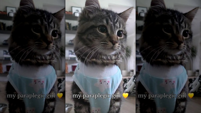 Cat wearing a protective drag bag