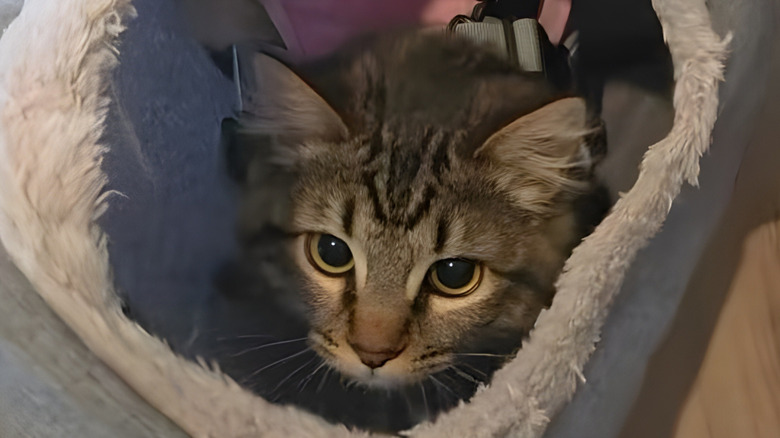 Cat peeking out of a fabric tunnel