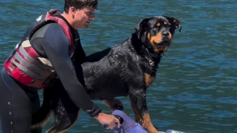Rottweiler on a jet ski