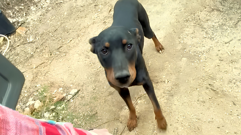 Dog staring at the camera looking hesitant