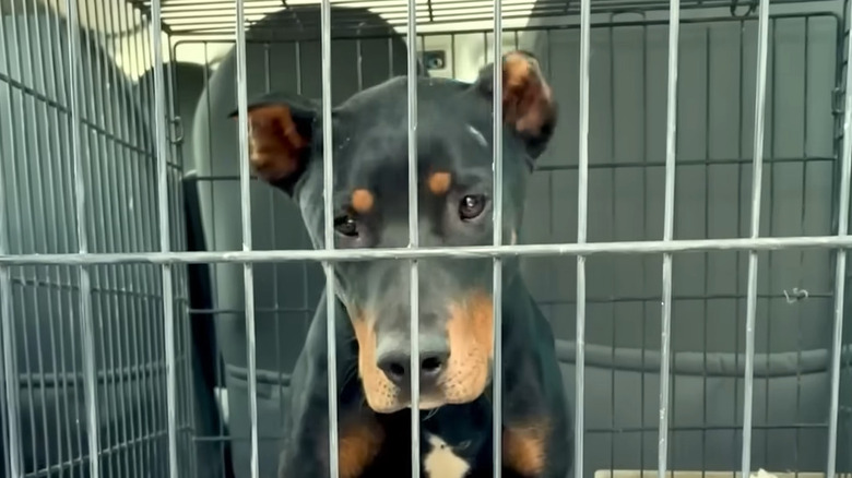 Dog in a cage in the back of a van