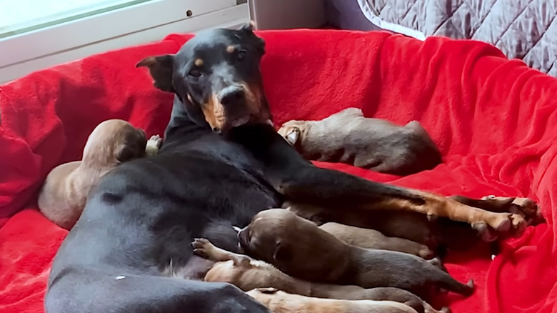 Dog with her puppies in a cozy bed