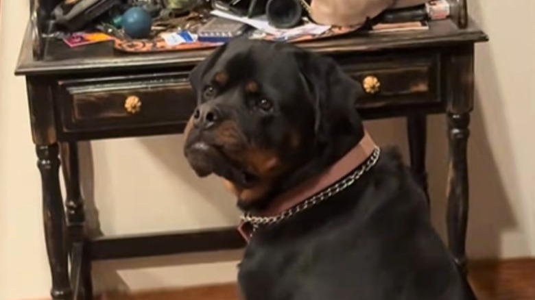 Rottweiler with stern look on his face