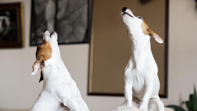Two Jack russell terriers howling indoors