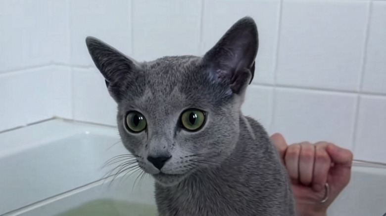 Close-up of a Russian blue cat