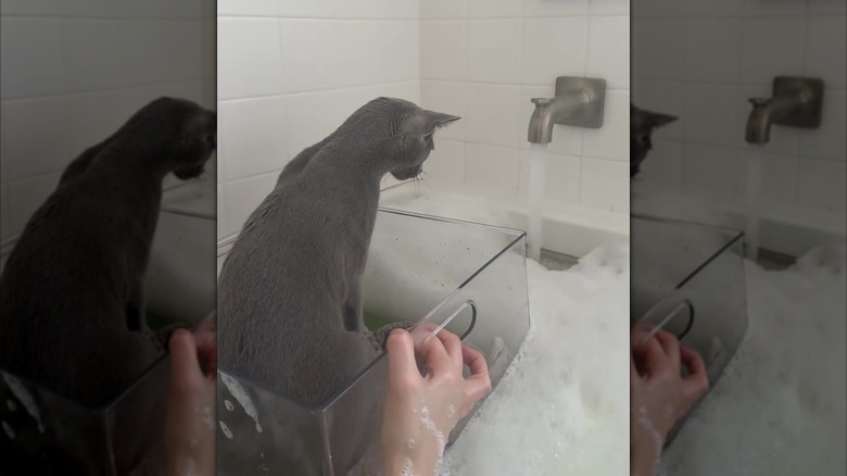 Russian blue cat riding in the plastic box in a bubble bath