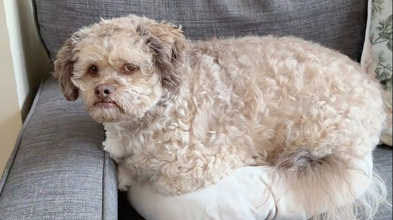 Lil' Max the dog shows off his human-like face while relaxing.