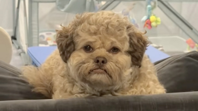 Lil' Max the dog shows off his human-like face while sad.