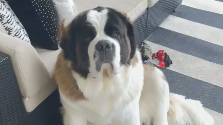 A Saint Bernard seen patiently sitting and waiting.