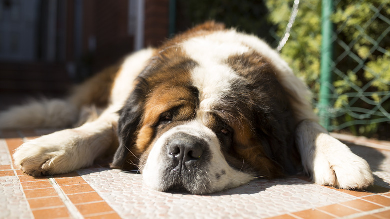 A Saint Bernard sleeping in the sun.