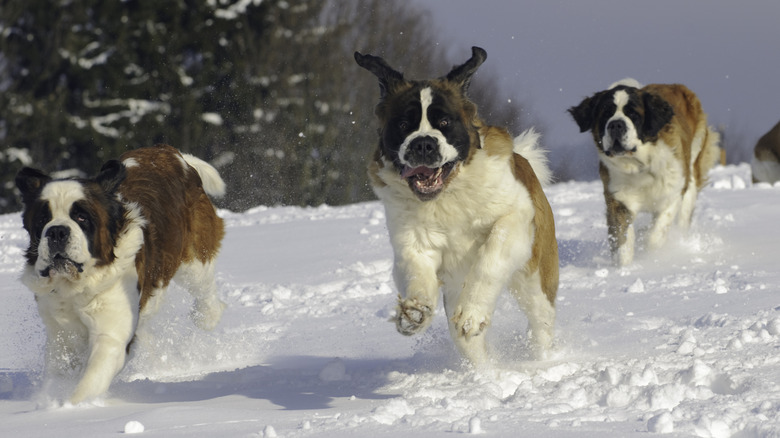 Three Saint Bernards running in the snow.