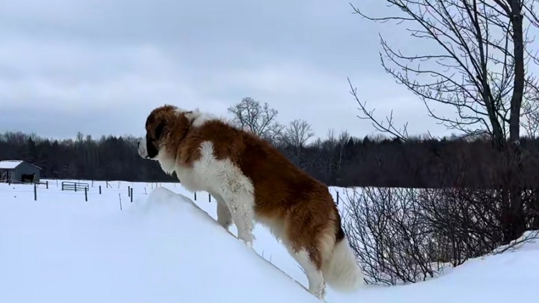 Saint Bernard puppy stands on snow pile in front of bare trees on a farm in winter time.