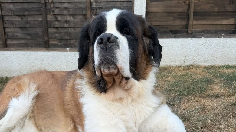 Saint Bernard relaxes in grass.