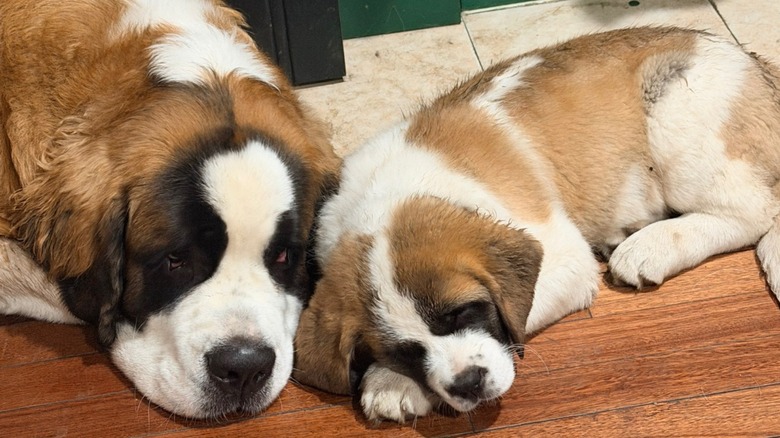 One adult and one puppy Saint Bernard snuggle together on a hardwood floor.