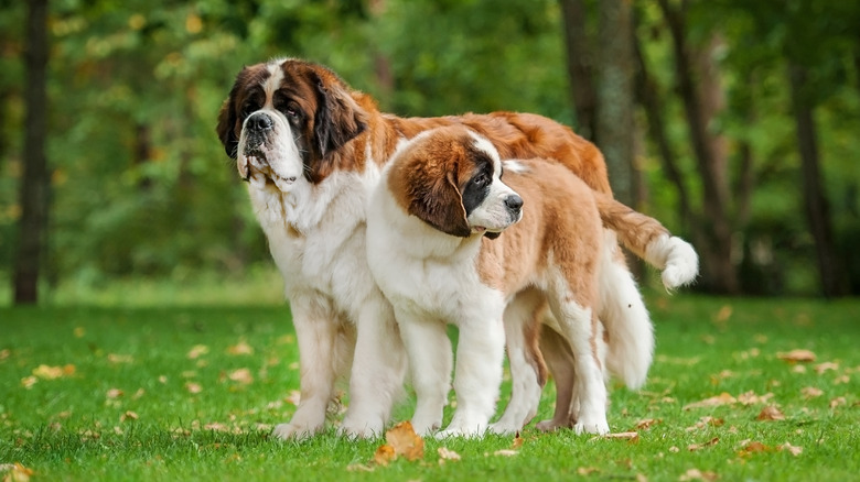 Two Saint Bernards standing together in a park.