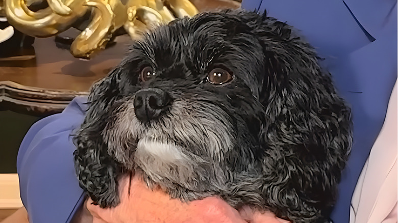 Close-up of a cavapoo